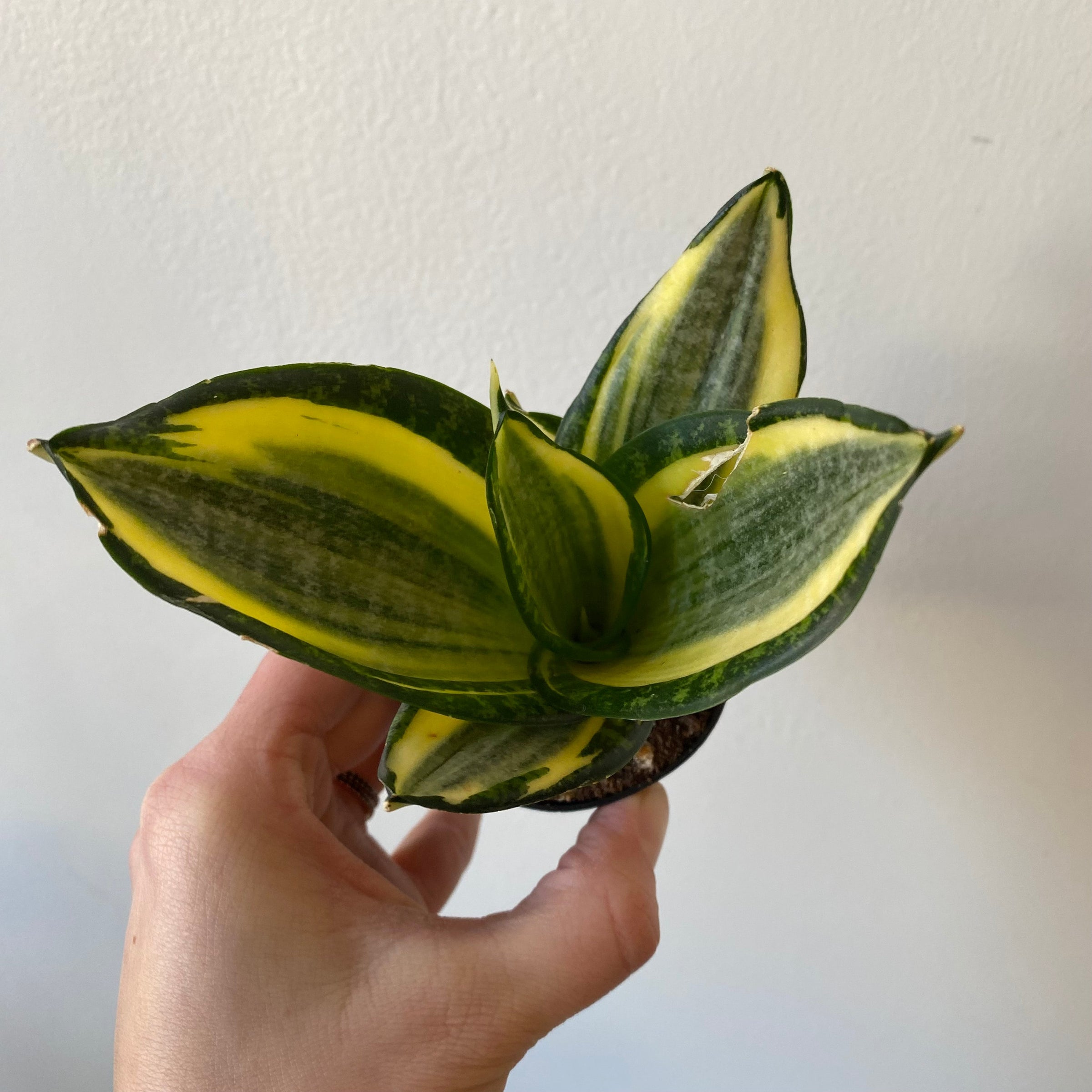 Sansevieria Birdsnest Star Power 3" | carousel + folk