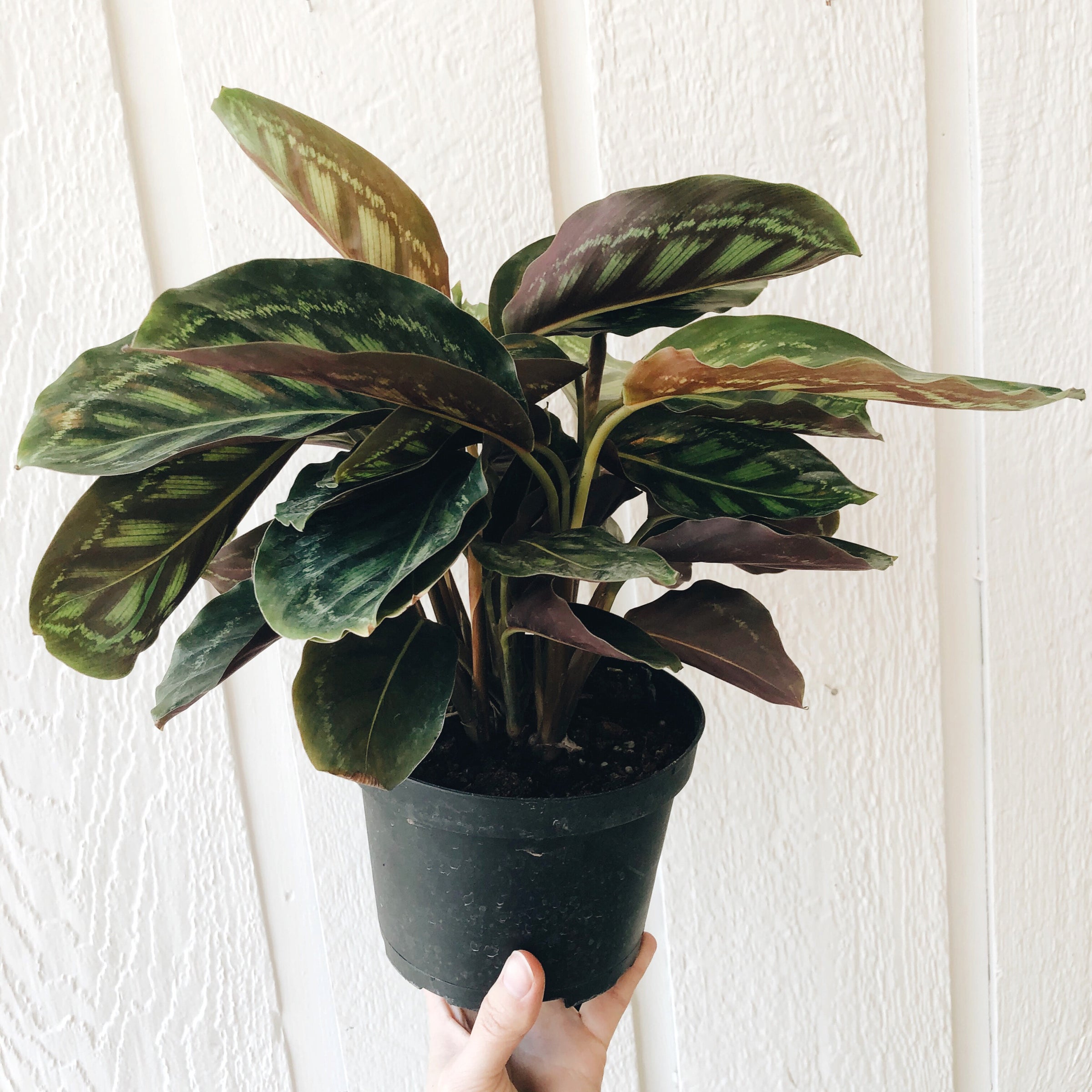 calathea vittata Calathea