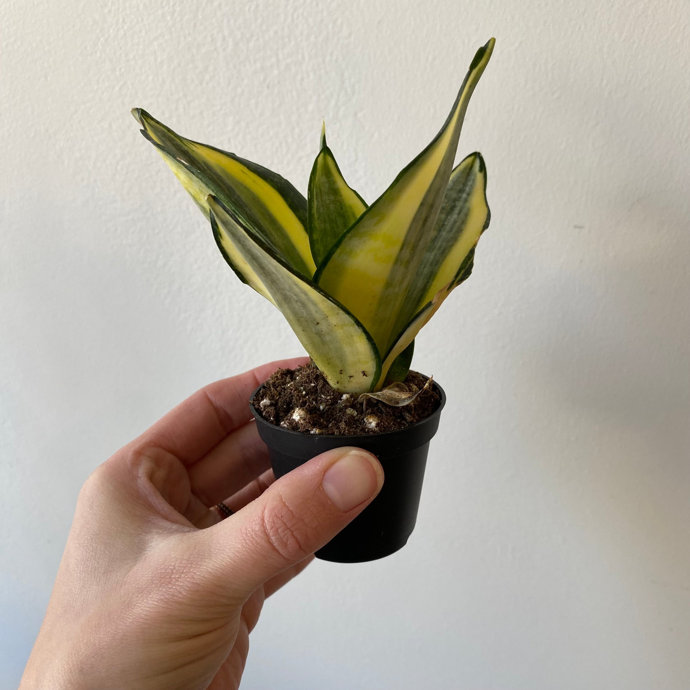 bearpaw succulent Variegated Bear Paws
