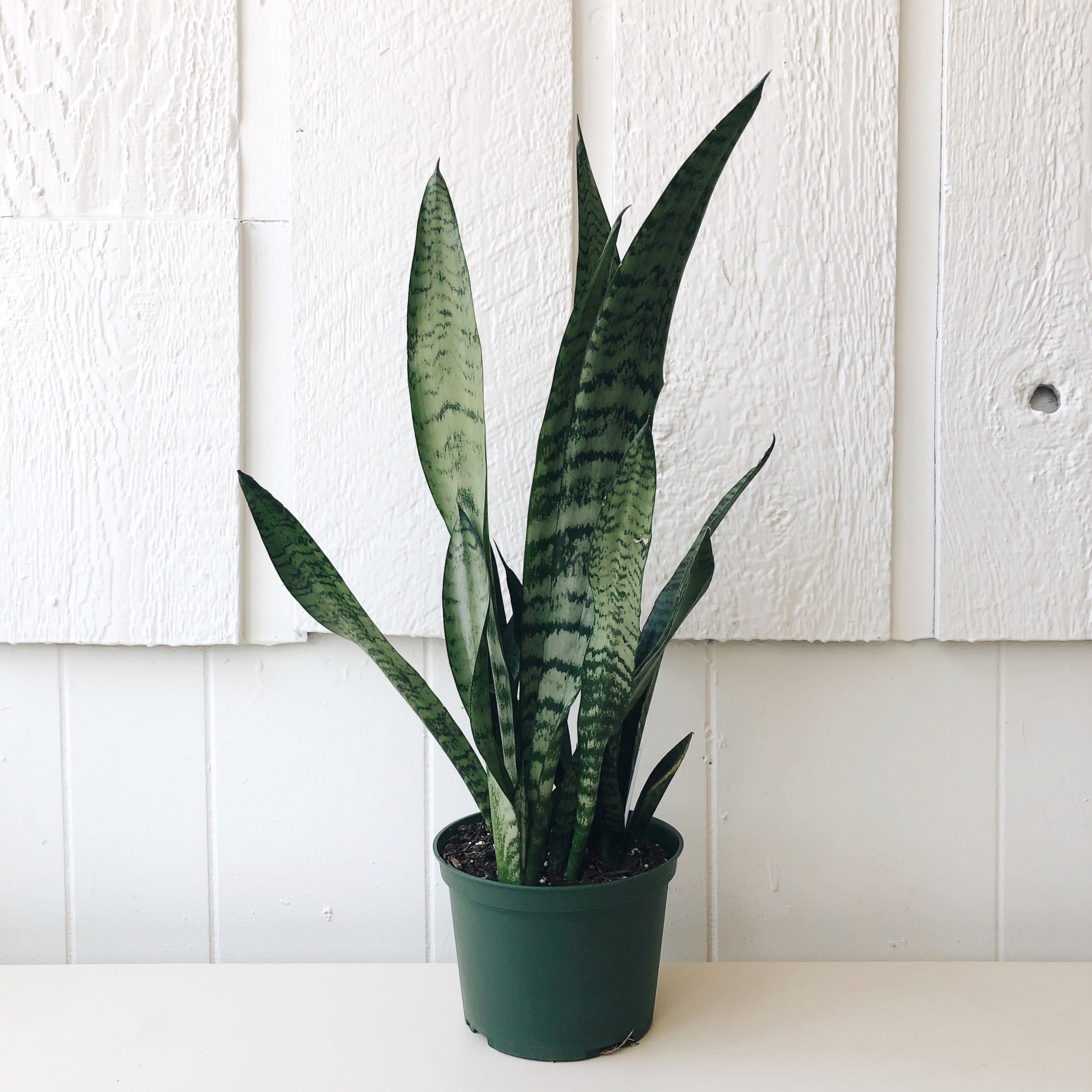 Sansevieria Zeylanica Dark Green Snake Plant | carousel + folk