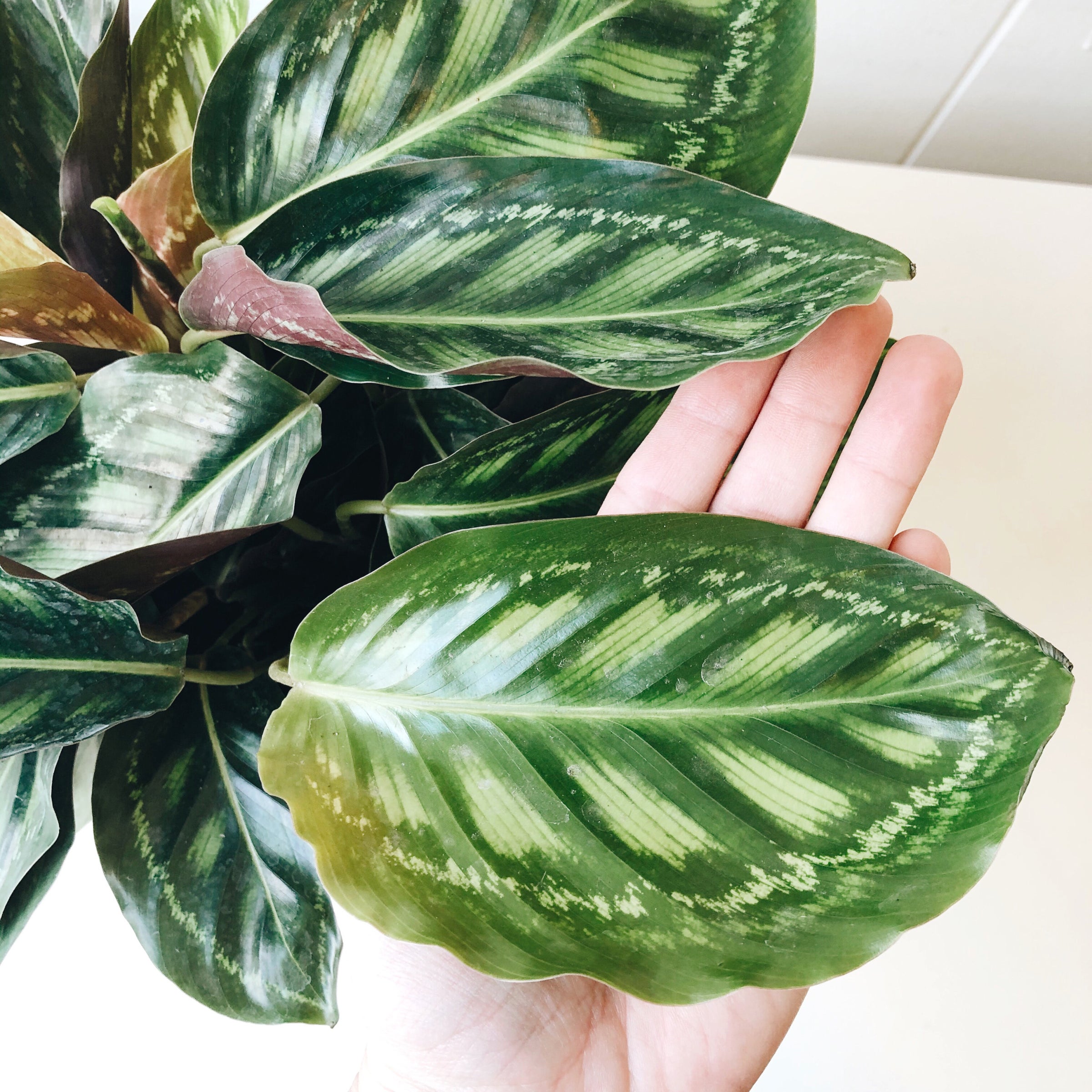 Calathea Flamestar | carousel + folk