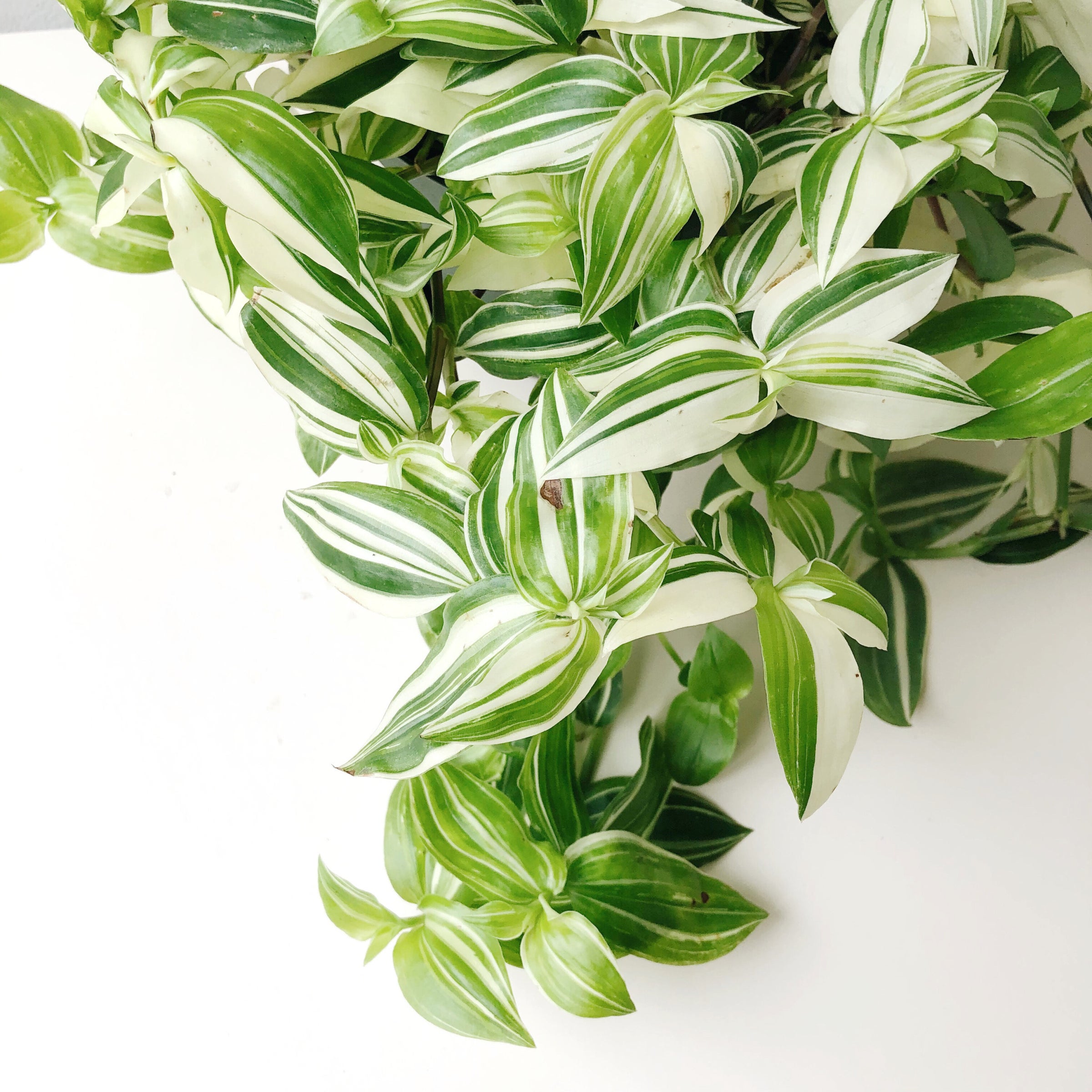 7+ Tradescantia Green